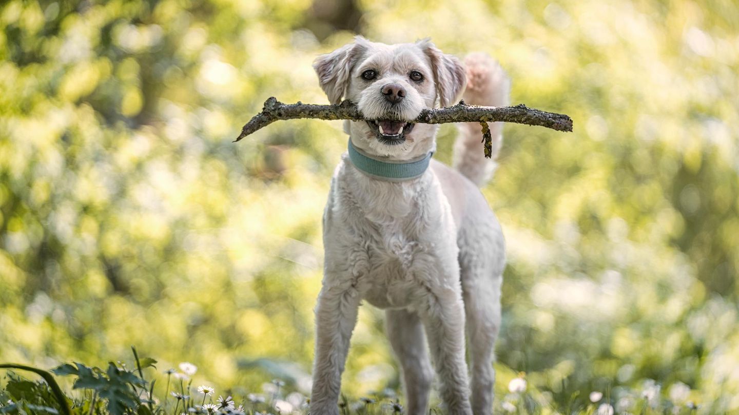 Verhaftung: Mindestens elf Tiere sterben in Obhut von Hundetrainer