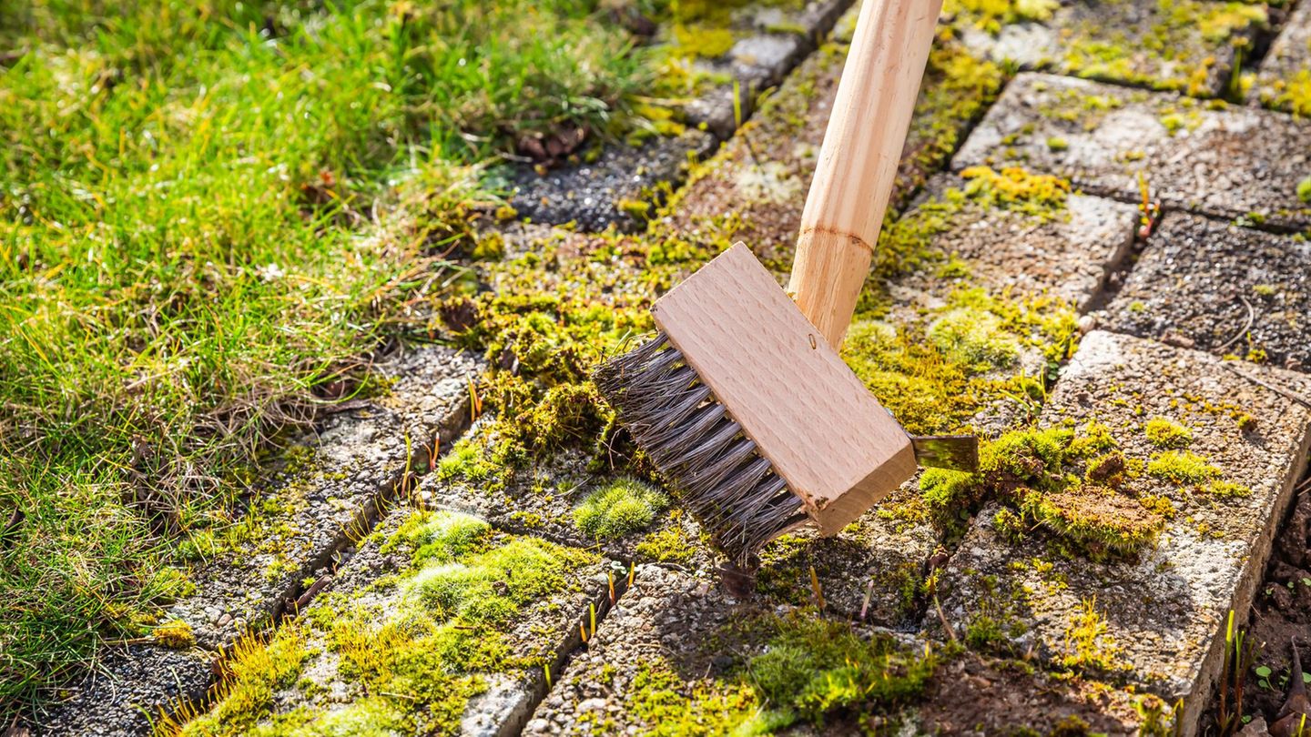 Gartentipps: Moosfreie Pflastersteine – diese drei Methoden helfen wirklich