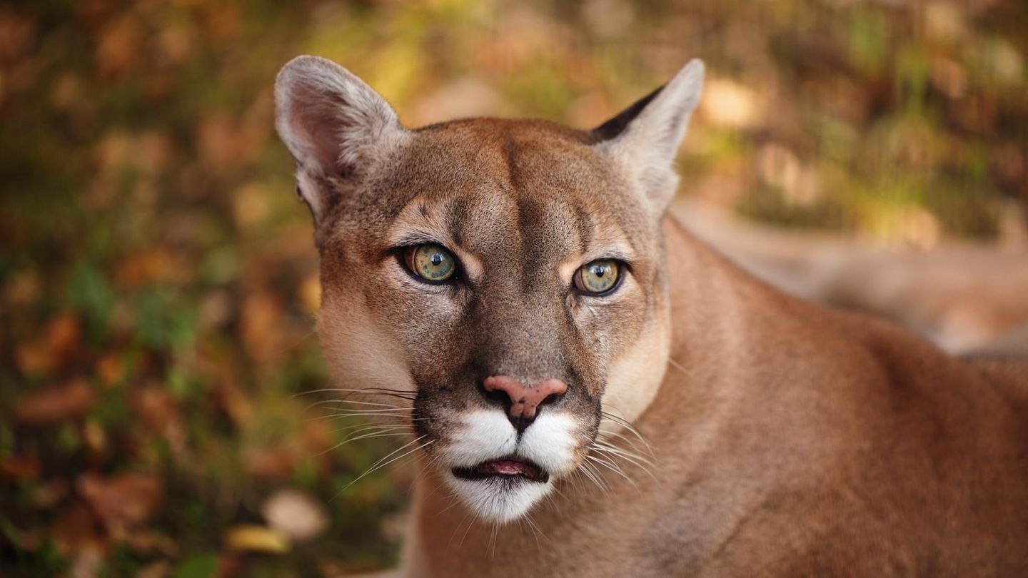 Geiseltalsee im Saalekreis: Behörden suchen nach Raubtier: Ist ein Puma in Sachsen-Anhalt unterwegs?