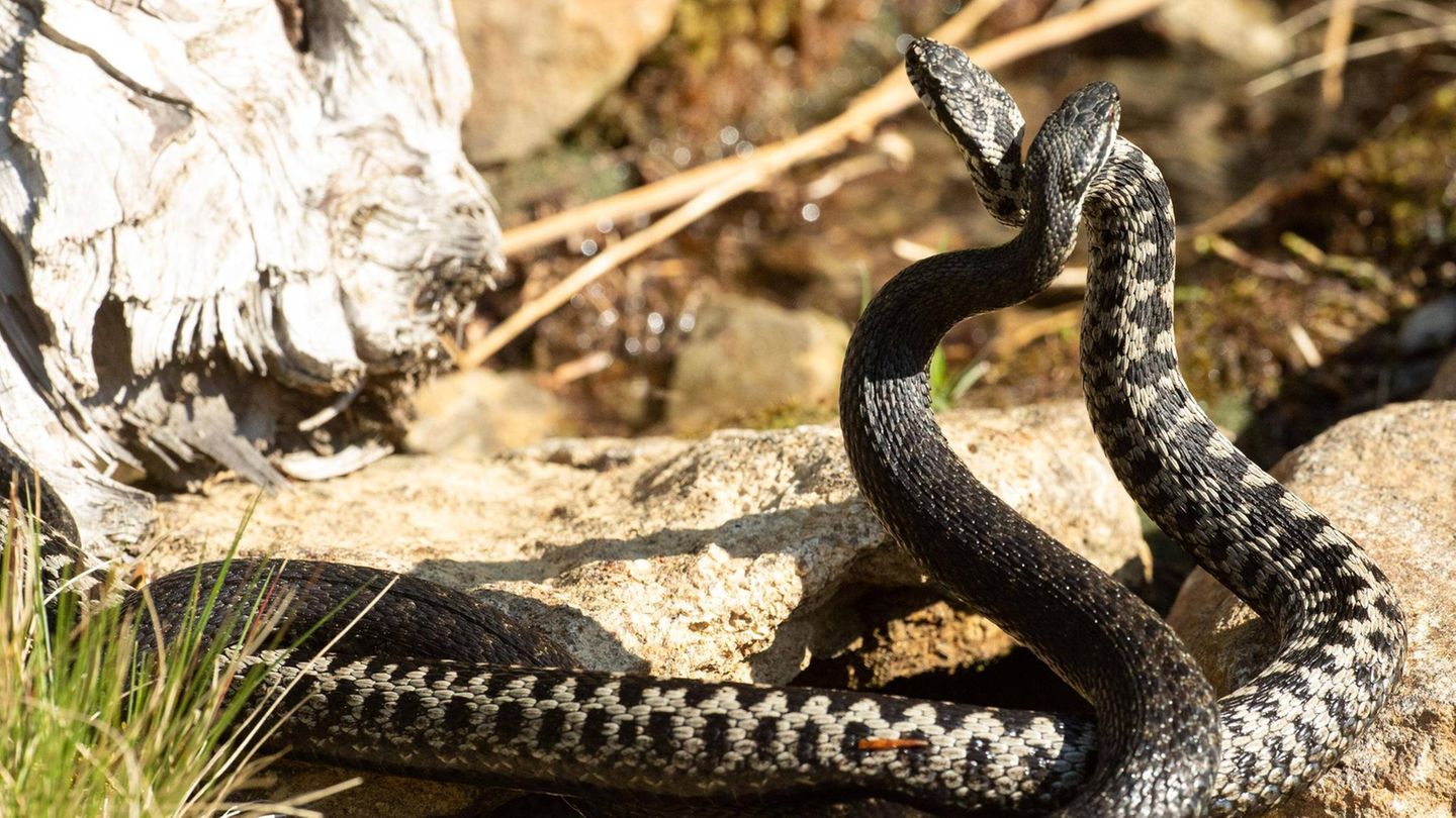 Heimische Reptilien: Teufelsotter, Blindschleiche, Smaragdeidechse: Was schlängelt denn da?