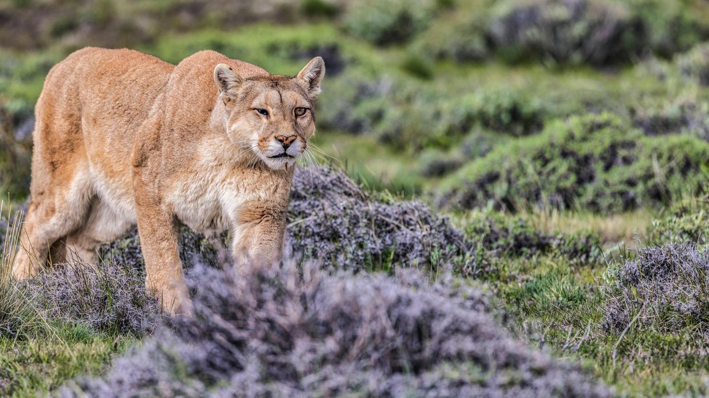 Wilde Zeiten: Sylter Problem-Schakal, Puma und Alligator – diese Tiere versüßen das Sommerloch