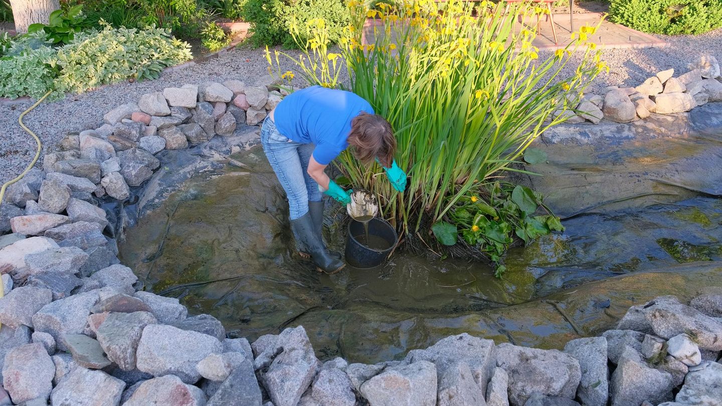 Biologisch: Wichtig für Flora und Fauna: So entfernen Sie Teichschlamm ohne Sauger
