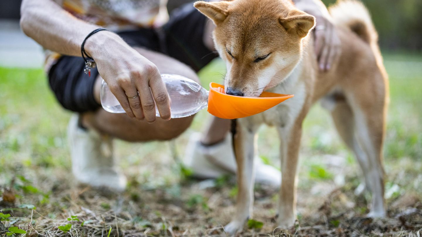 Durstlöscher: Darum sollten Sie für Ihren Hund immer eine Trinkflasche dabei haben