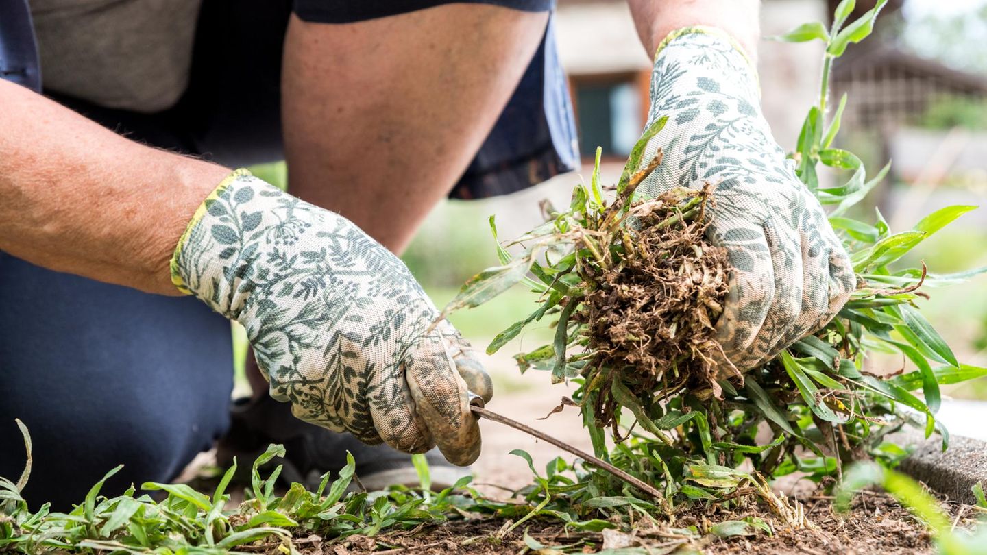 Kraut & Dübel: Roundup Unkrautvernichter für 20 statt 29 Euro: Top Garten-Angebote am Dienstag