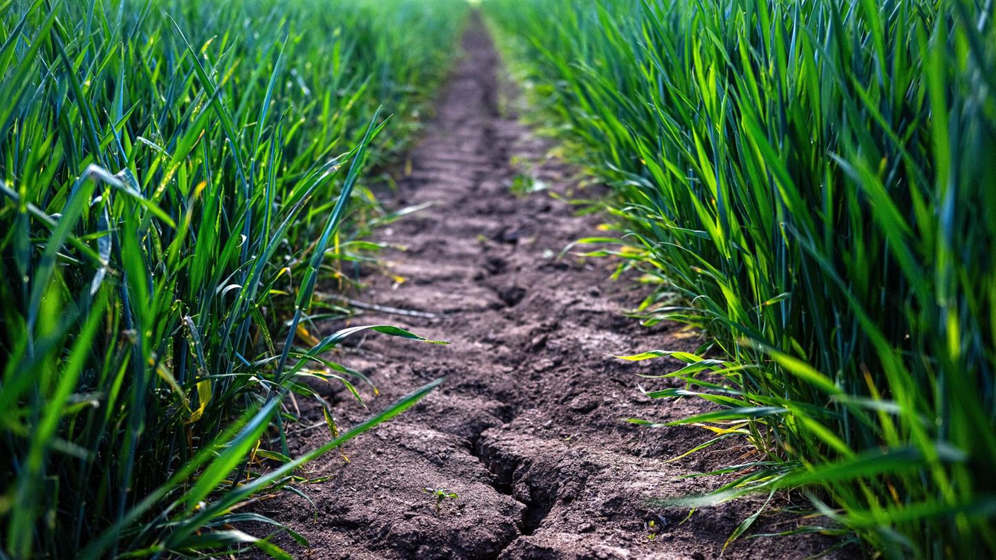 Trockenheit: In diesen Regionen Deutschlands ist das Grundwasser knapp