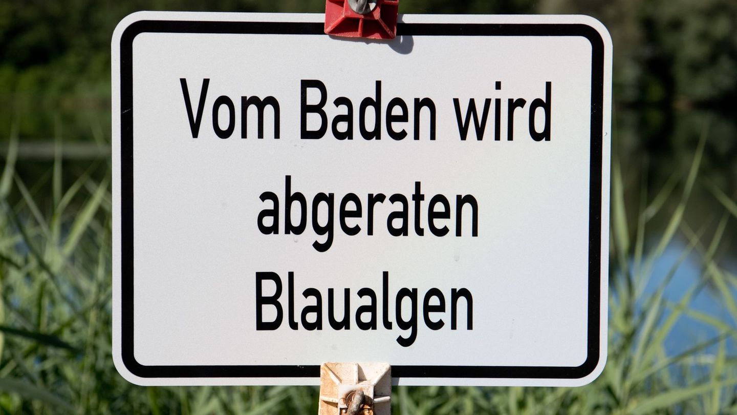 Gesundheit: Blaualgen in Talsperre Bautzen: Amt rät vom Baden ab