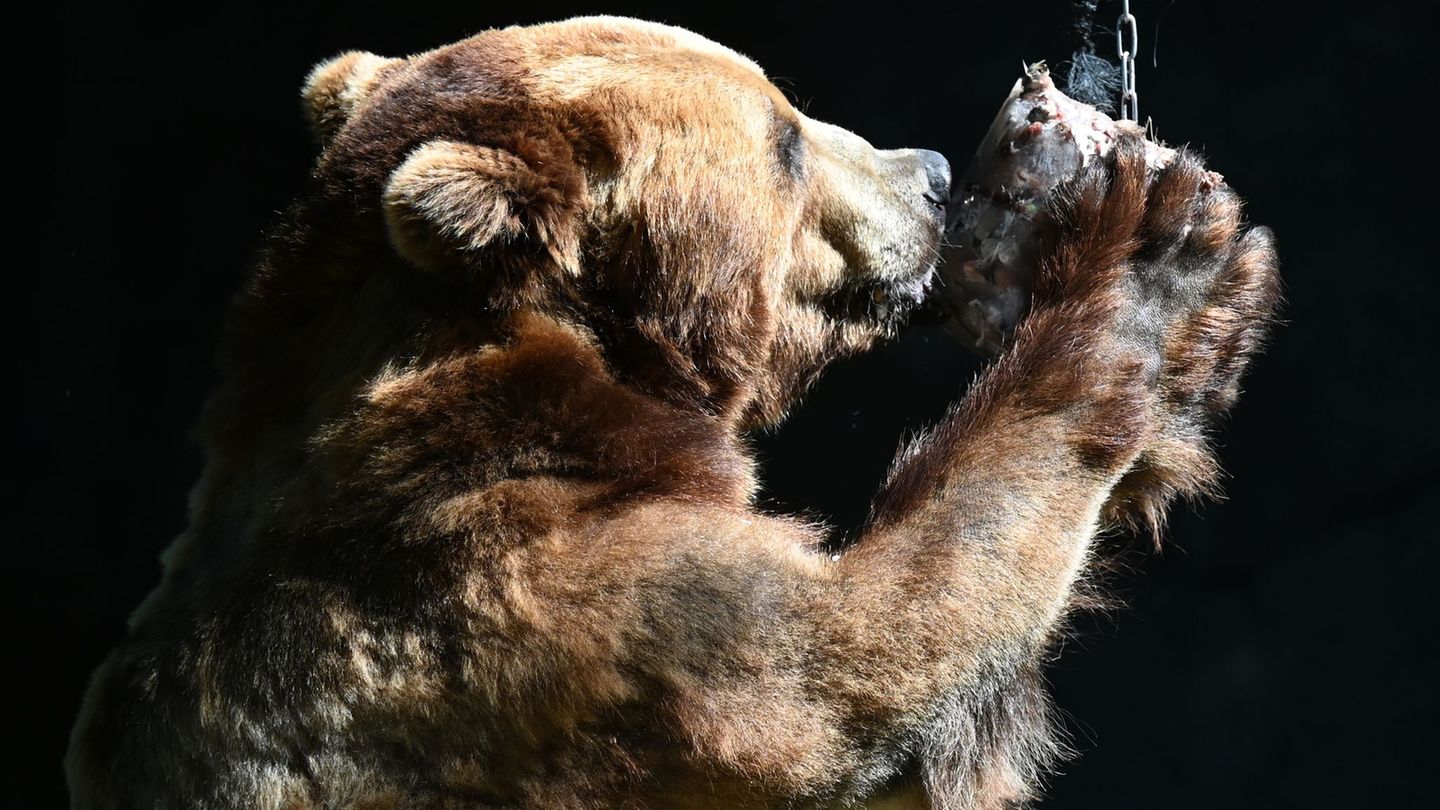 Hitze im Zoo: Hagenbeck: Abkühlung und Eisbomben für Bären und Schweine