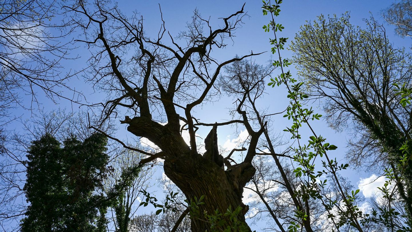 Tegeler Forst: Wie hat der älteste Baum Berlins den Sturm überstanden?