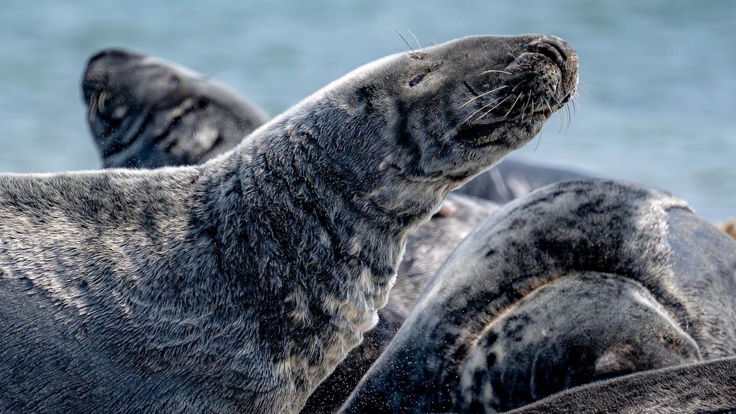 Höchststand seit Zählbeginn: Mehr Kegelrobben leben im Wattenmeer – Trend hält an