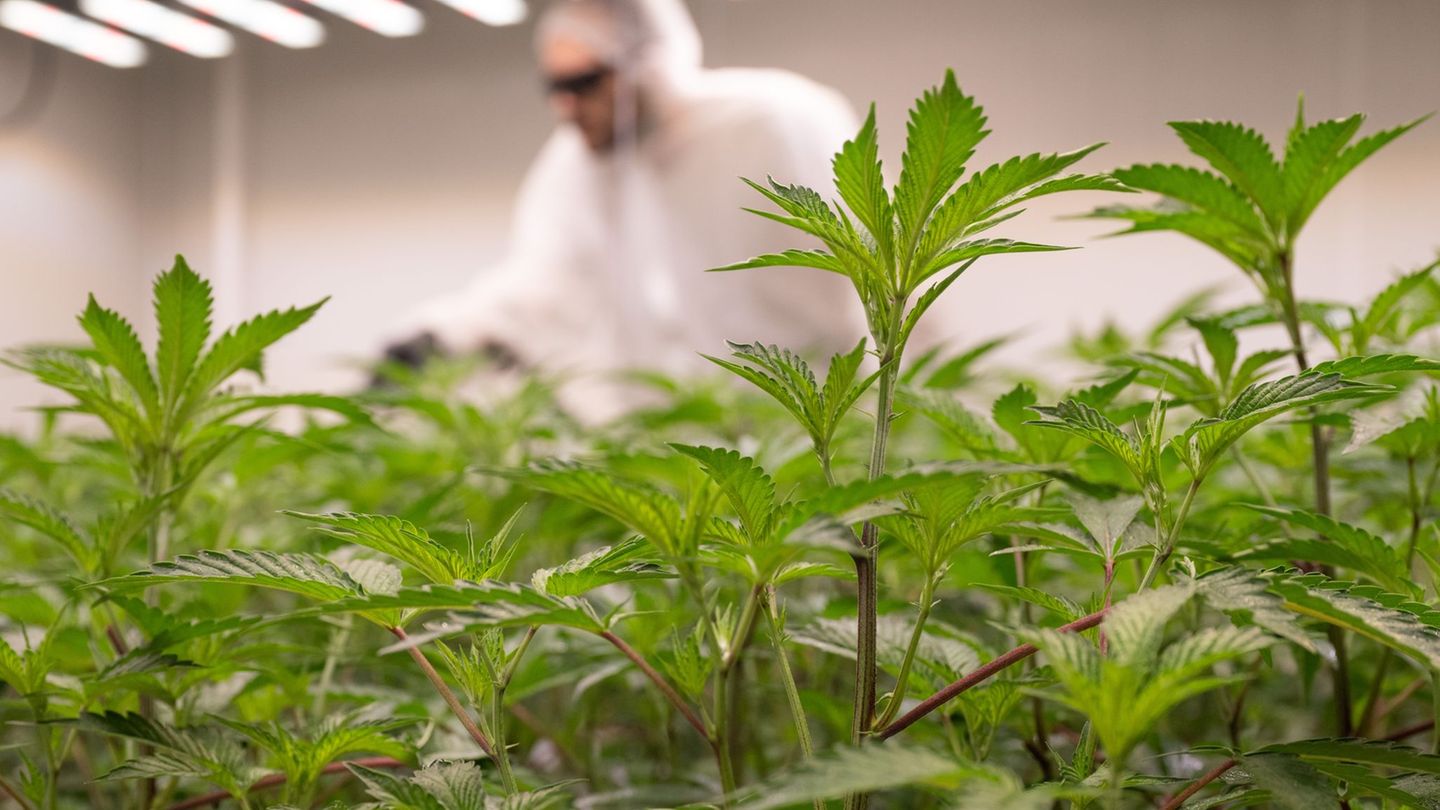 Neuregelung: Ein Jahr Cannabis-Gesetz: Bisher drei Vereinigungen in MV