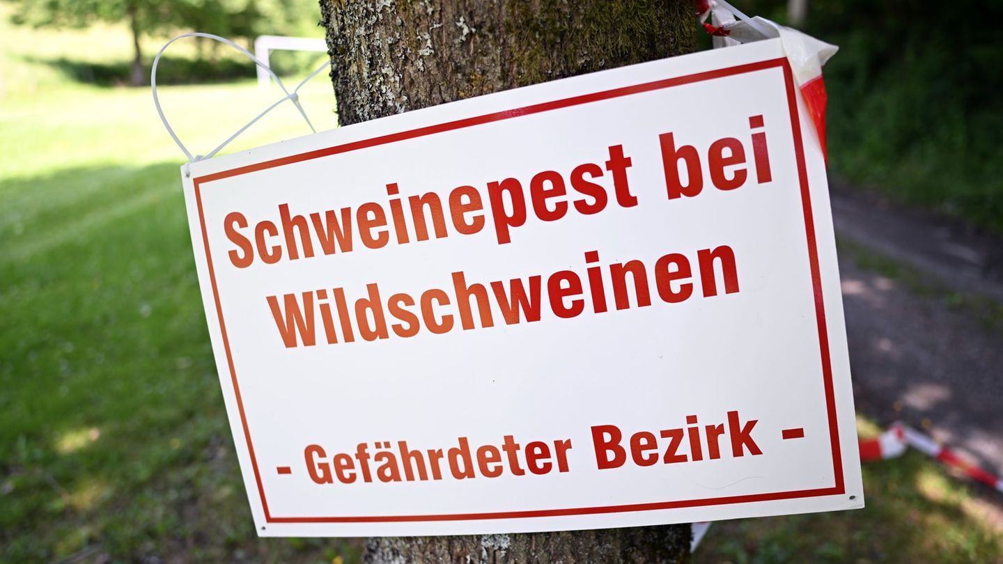 Neue Funde: Schweinepest: Drei weitere tote Frischlinge entdeckt