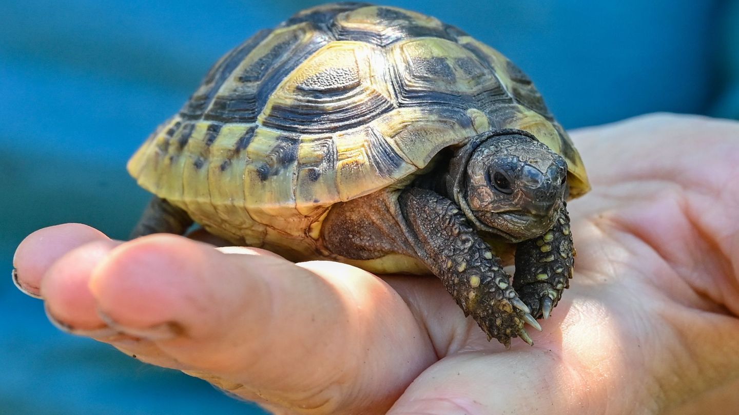 Tier-Rettung: Schildkröte an Bundesstraße – Polizisten kümmern sich
