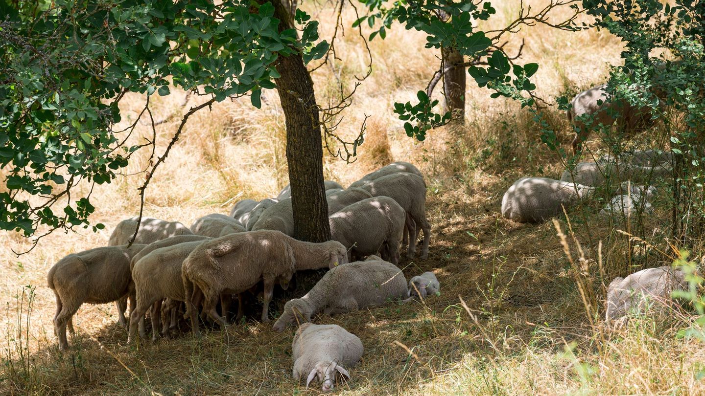 Hitze und Dürre in Bayern: Ökologischer Notstand – Bayerns Tiere und Pflanzen in Gefahr