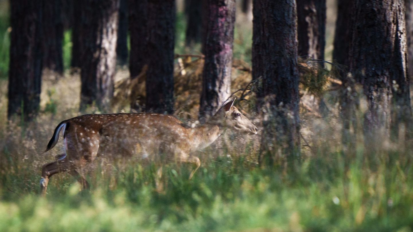 Natur: Wie Hitze und Trockenheit Wildtieren zu schaffen macht