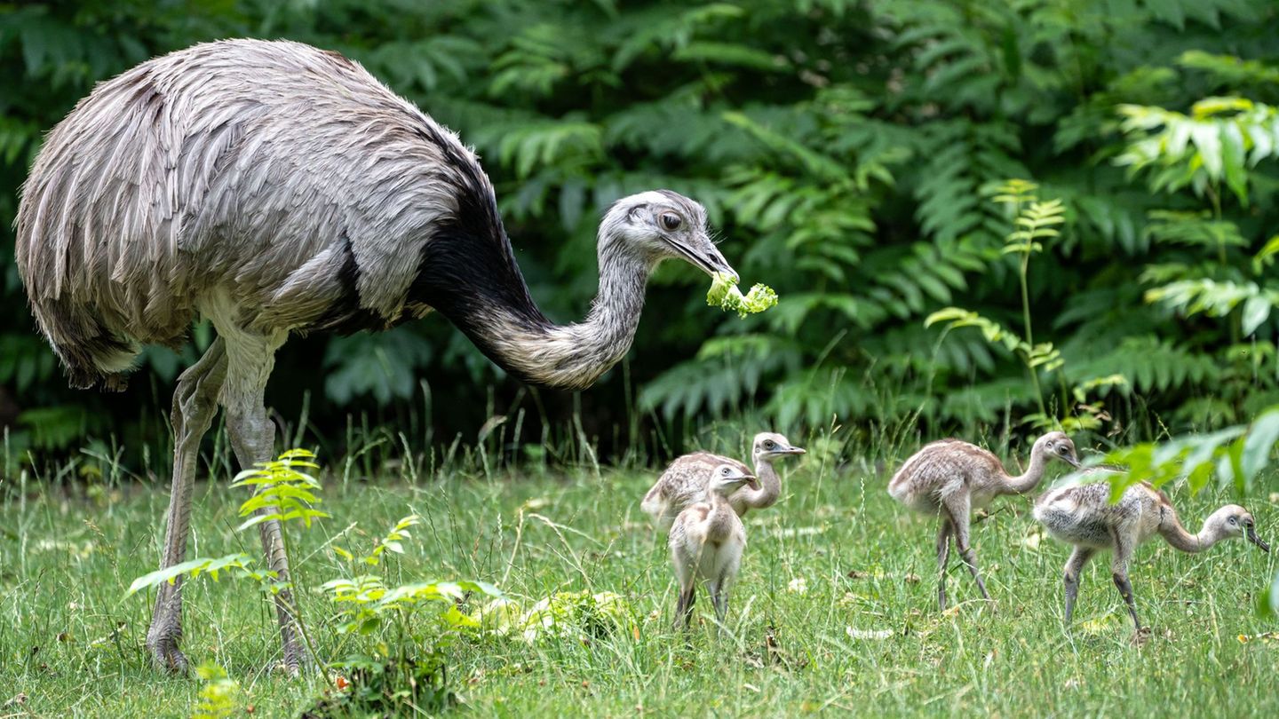 Nachwuchs im Stuttgarter Zoo: Erziehung Männersache – Nandu-Papa kümmert sich um Küken