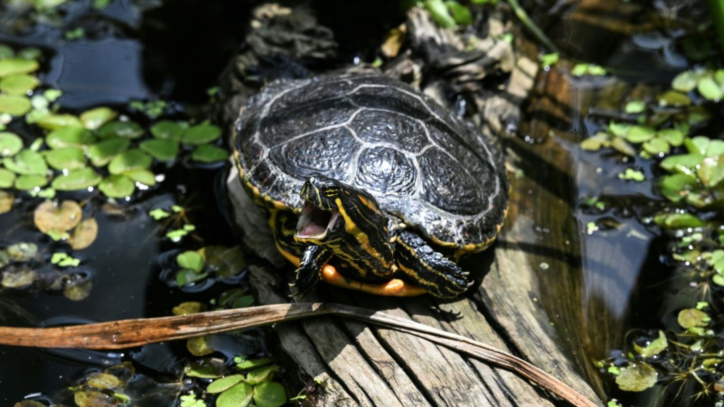 Polizei muss bei Streit um Urlaubsbetreuung für Schildkröte einschreiten