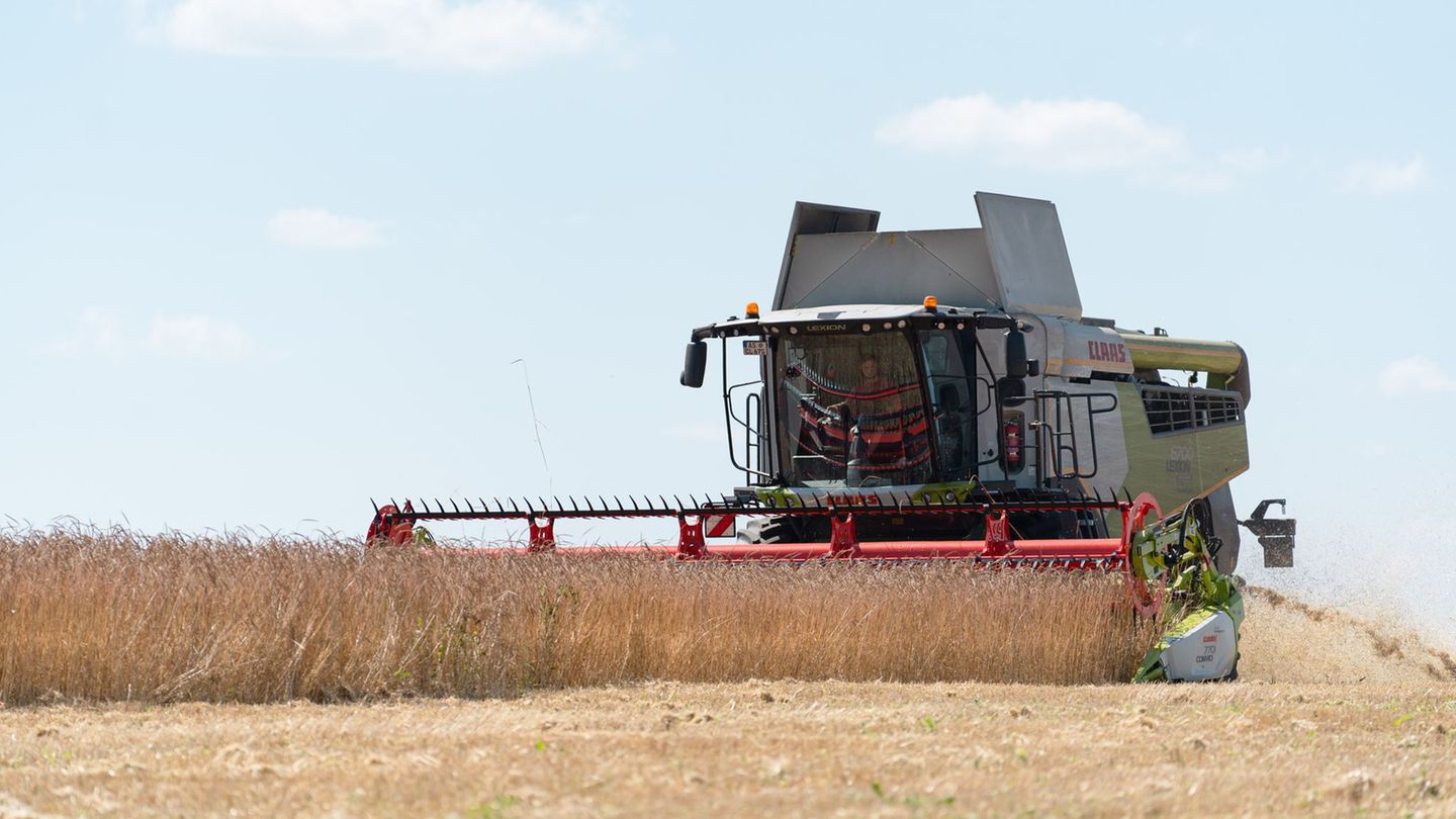 Landwirtschaft: Im Zeichen der Trockenheit – Landwirte starten Getreideernte