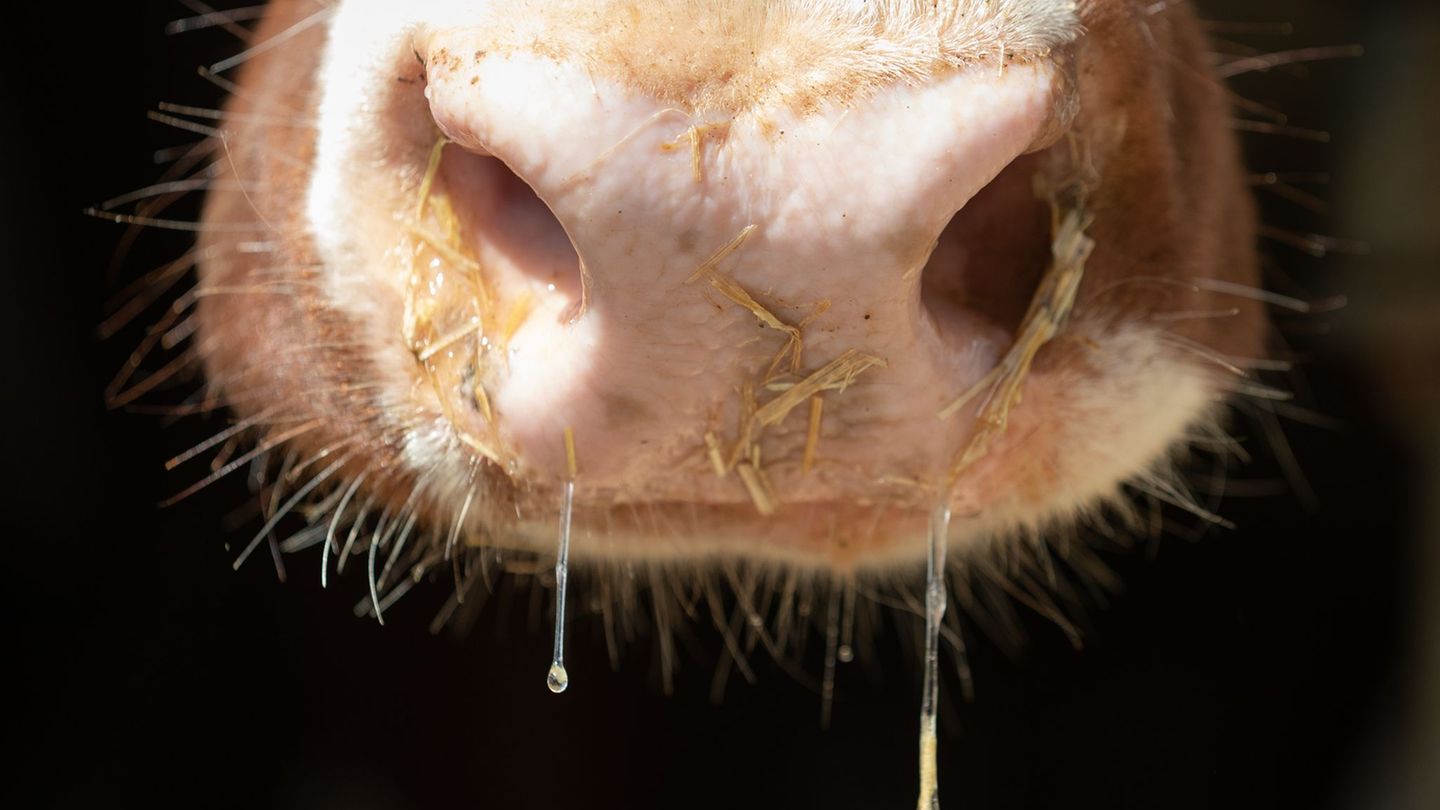 Lumpy Skin Disease: Nach Ausbrüchen in Europa: Warnung vor Rinderkrankheit