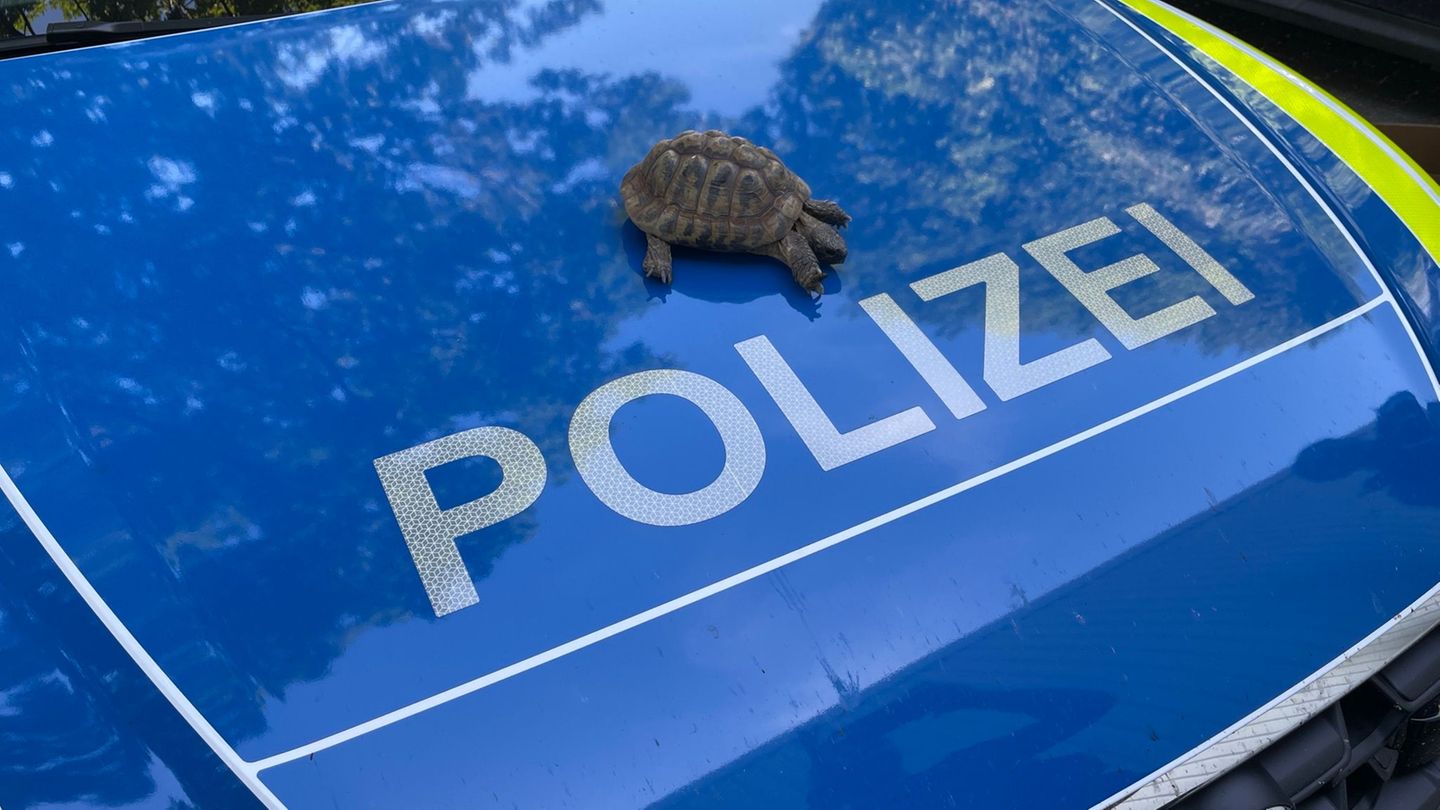 Bad Kreuznach: Streit um Schildkrötenbetreuung – Polizei schreitet ein