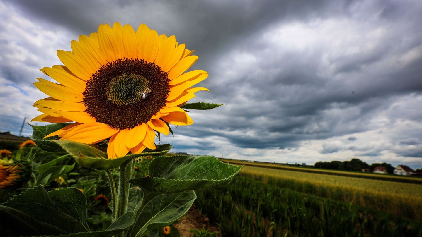 Wetteraussichten: Tief „Friedemann“ sorgt für Abkühlung