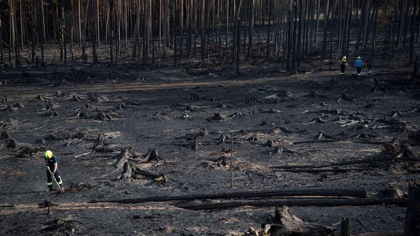 Saalfelder Höhe: „Das ist Übermenschliches“ – Waldbrand fordert Helfer heraus