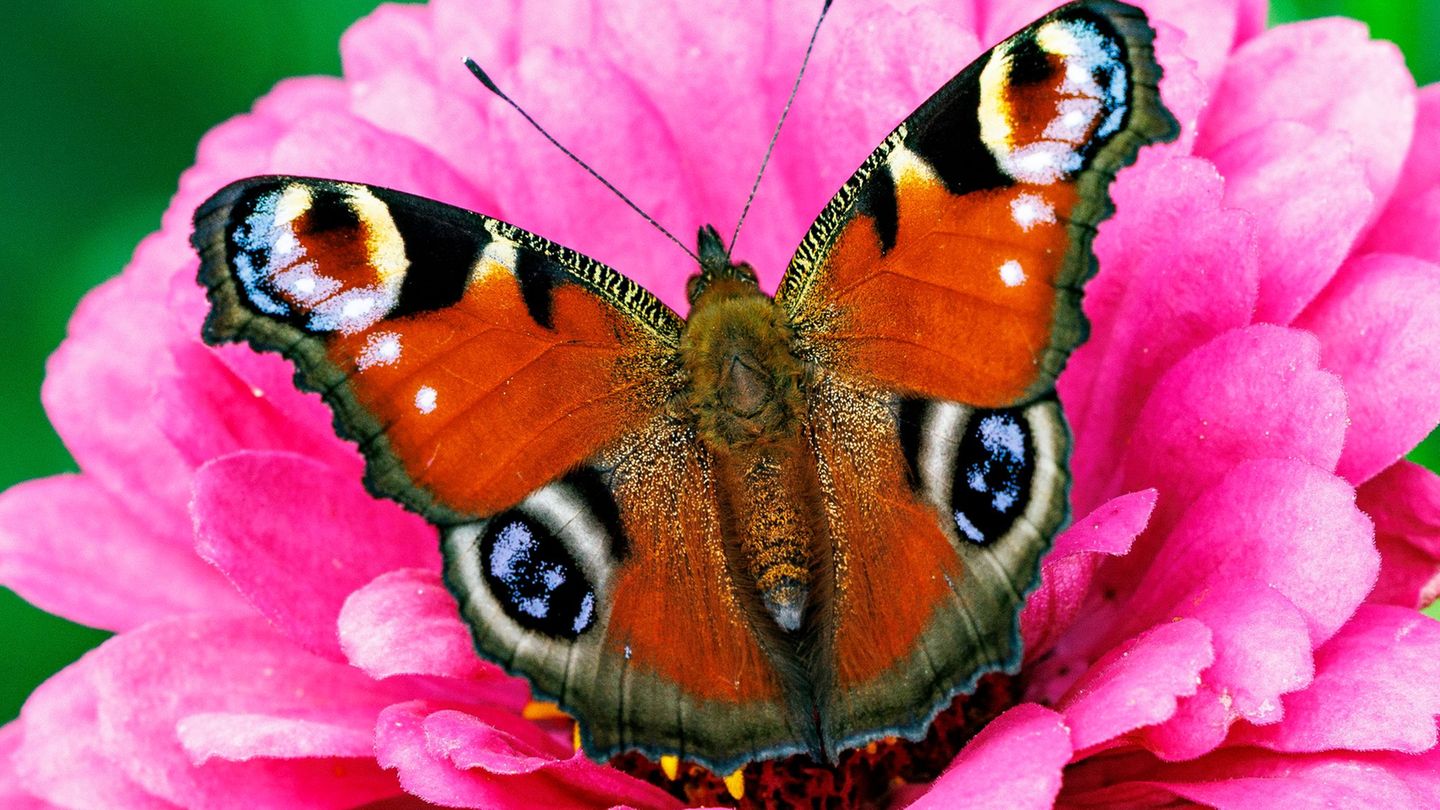 Umwelt: Bisher gutes Jahr für Schmetterlinge in Hessen