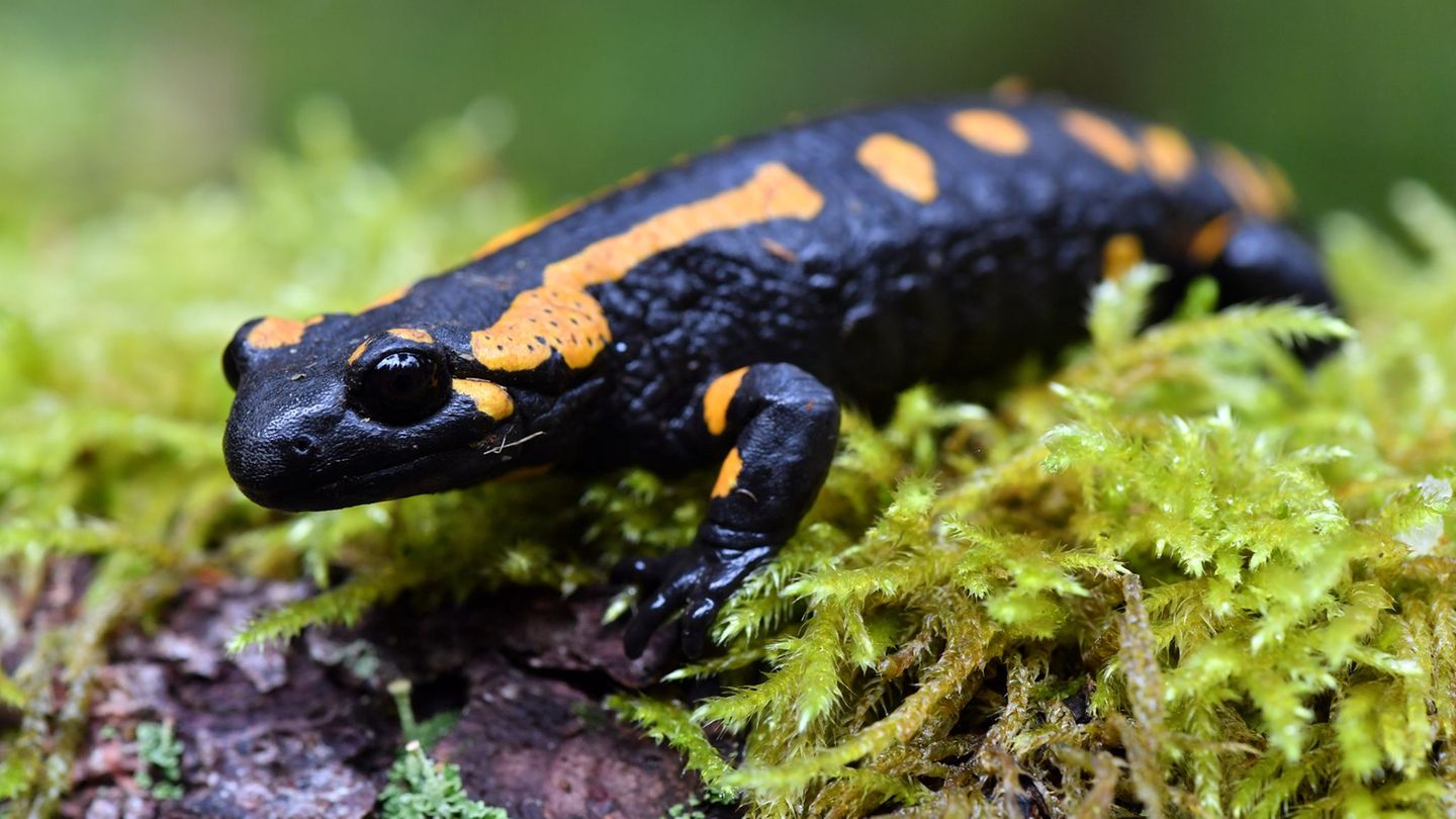 Naturschutzbund: Nabu: Trockenheit setzt Thüringens Wildtieren massiv zu