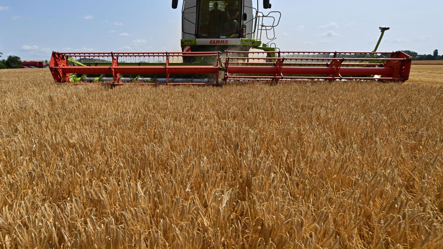 Landwirtschaft: Getreideernte läuft und bringt positive Überraschung