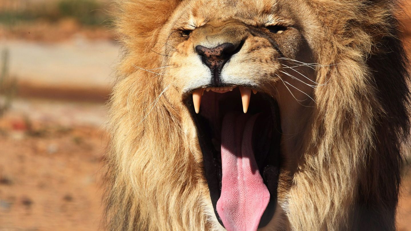 Vorfall in der Türkei: Löwe aus Zoo in Antalya entlaufen – ein Verletzter