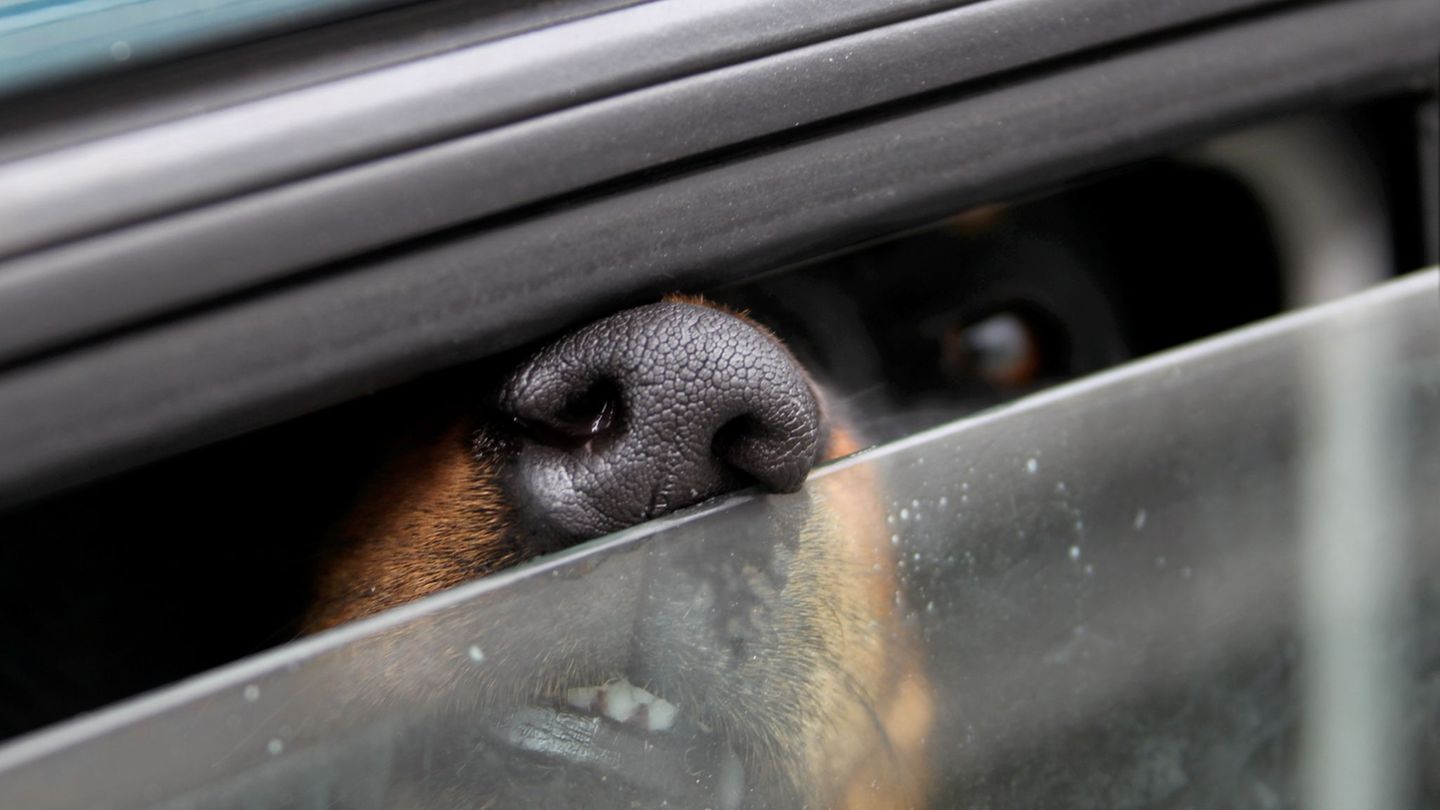 Vorfall in Reichenau: Besitzerin verletzt sich bei Rettung von eingesperrtem Hund