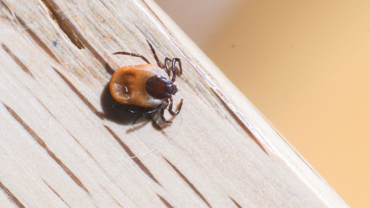 Parasiten: Warum es dieses Jahr so viele Zecken gibt