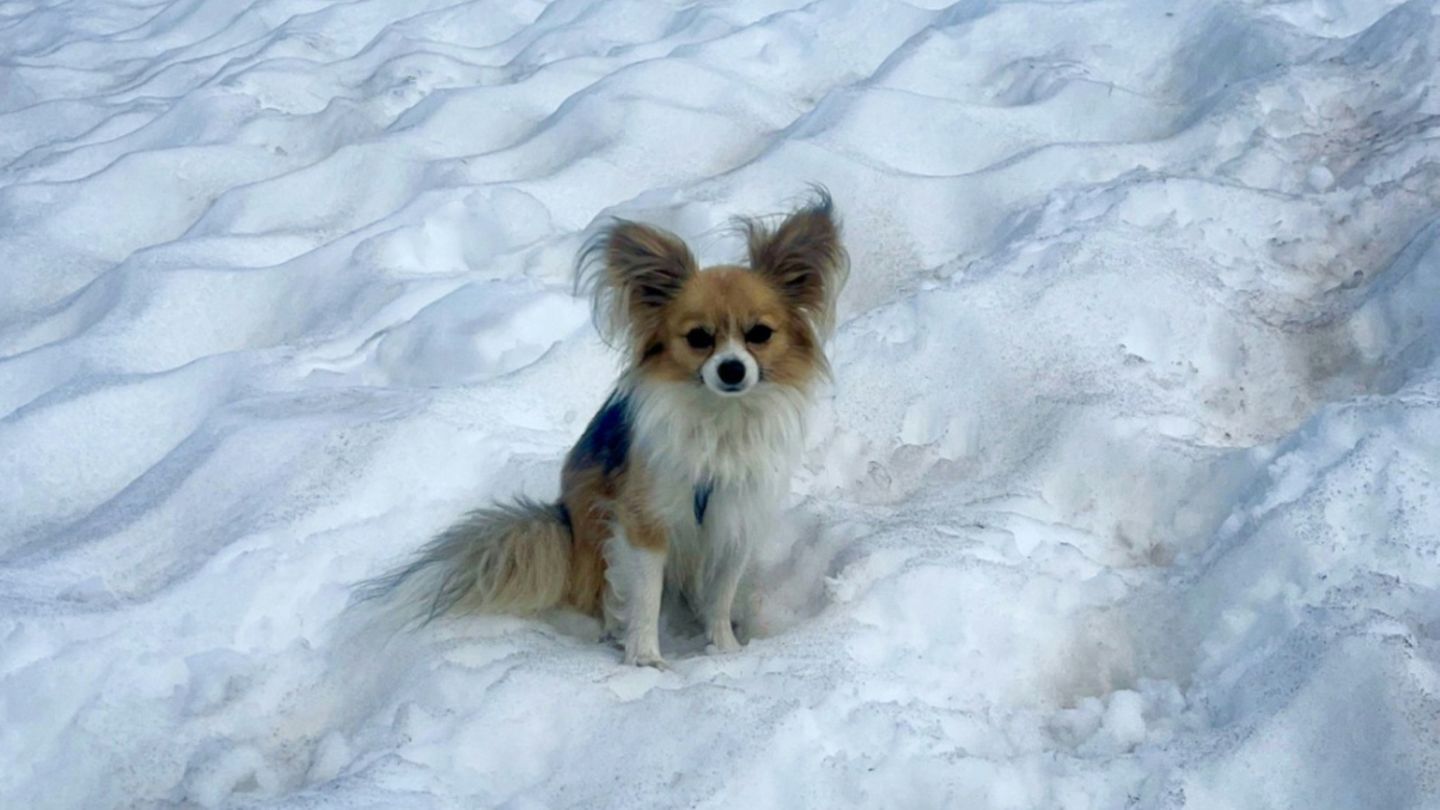 Chihuhua rettet Leben seines Besitzers nach Sturz in Schweizer Gletscherspalte