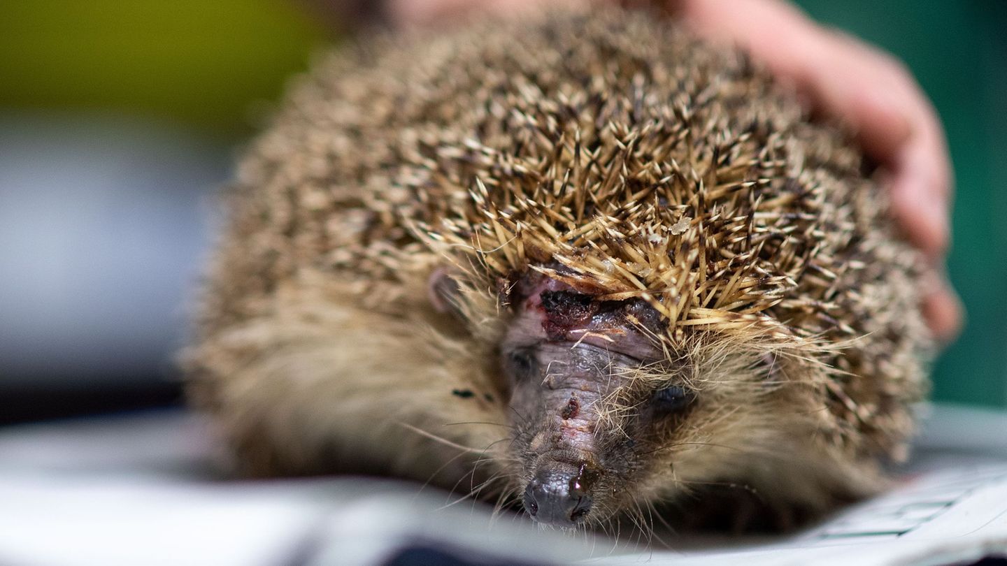 Tiere: „Igel schützen“: Grüne fordern nächtliches Mähroboter-Verbot