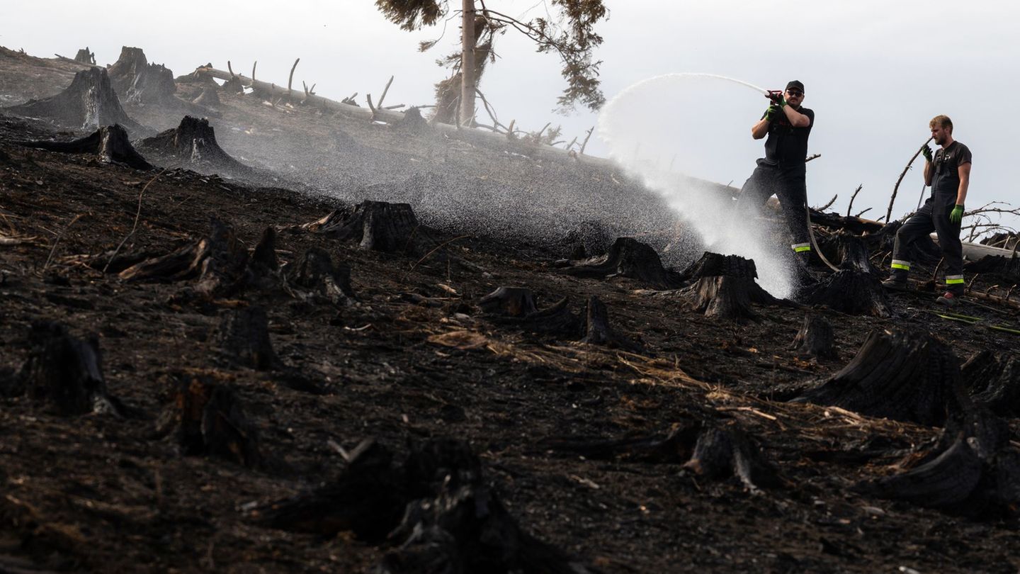 Waldbrand: Experten: Waldbrandfläche kann wieder grün werden