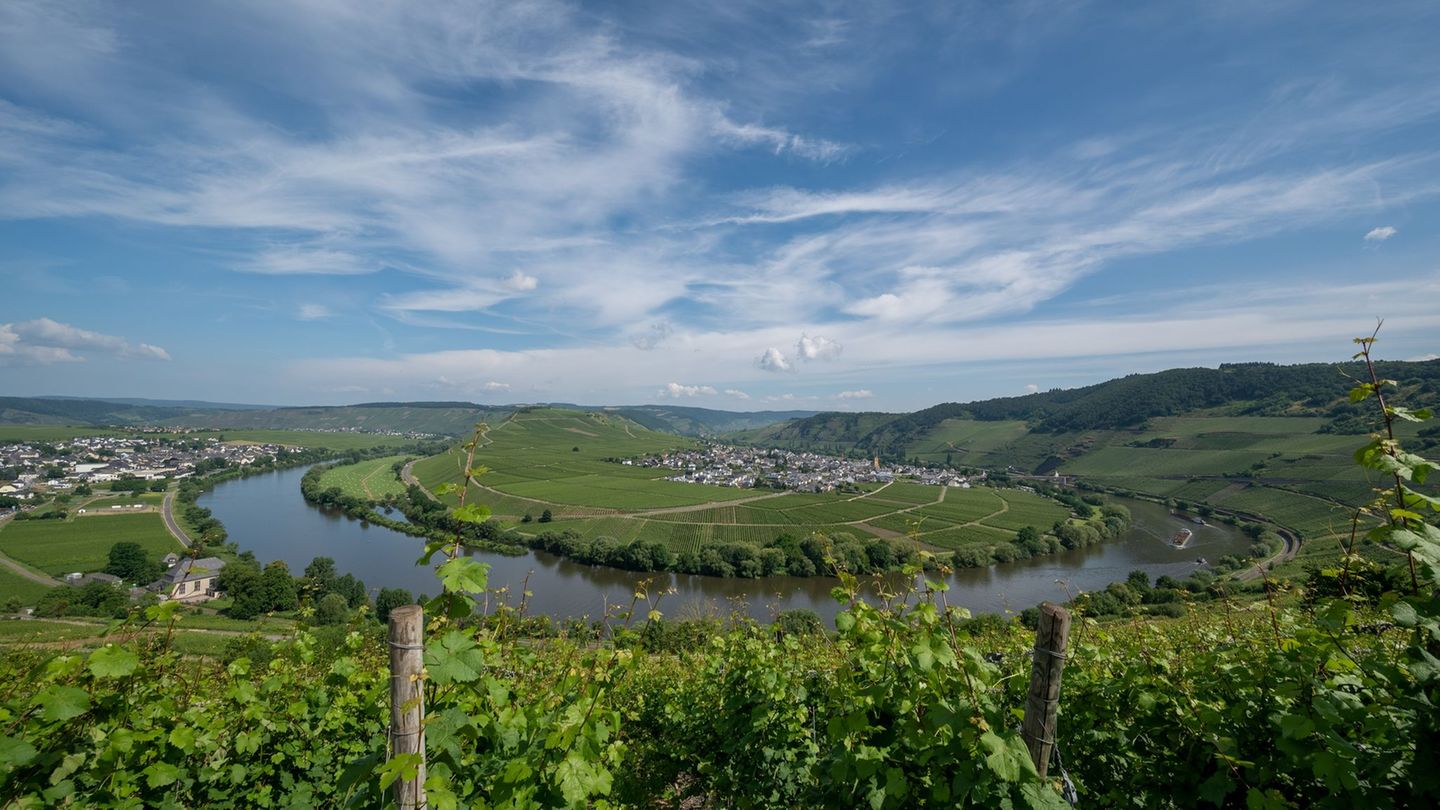 Moselwein: Weinlage darf nicht mehr „Zeller Schwarze Katz“ heißen