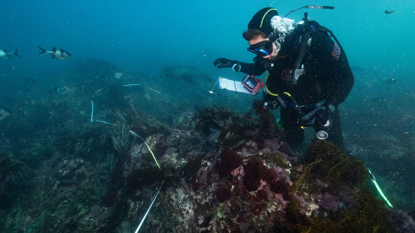 Zehntausende Fische verendet: Zerstörerische Algenblüte in Südaustralien breitet sich aus