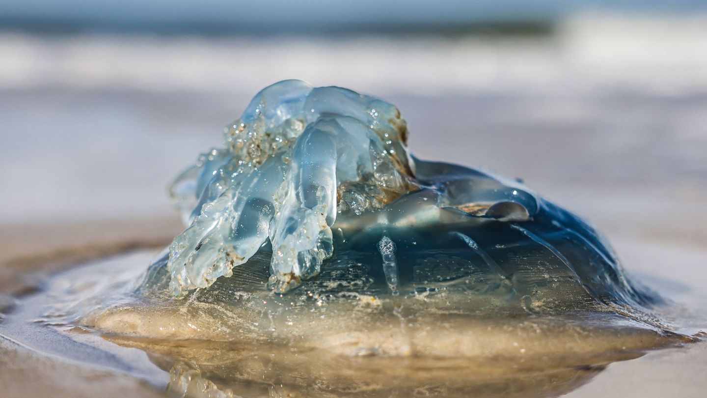 Tiere im Meer: Nordsee vor Sylt: Viele Quallen treiben nah am Strand
