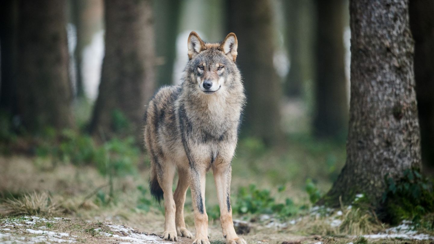 Naturschutz: Land zahlte 2024 fast 46.000 Euro nach Wolfsrissen