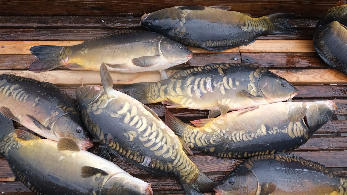 Wassermangel in Fischteichen: Teichwirte haben Sorgen wegen Wassermangels