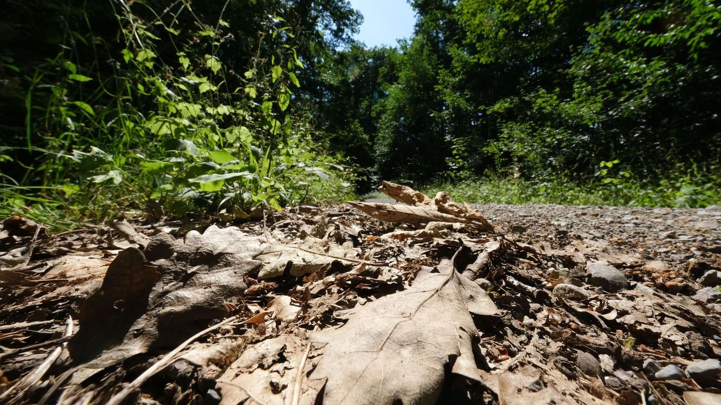Wetter: In Baden-Württemberg herrscht vielerorts Trockenstress