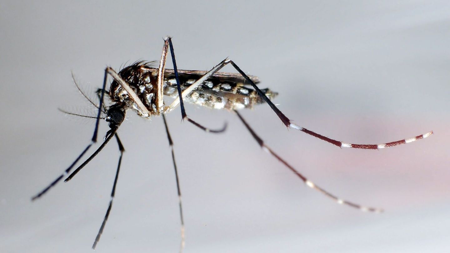 Nahe Baden-Württemberg: Tropenvirus angekommen: Wie gefährlich ist Chikungunya?