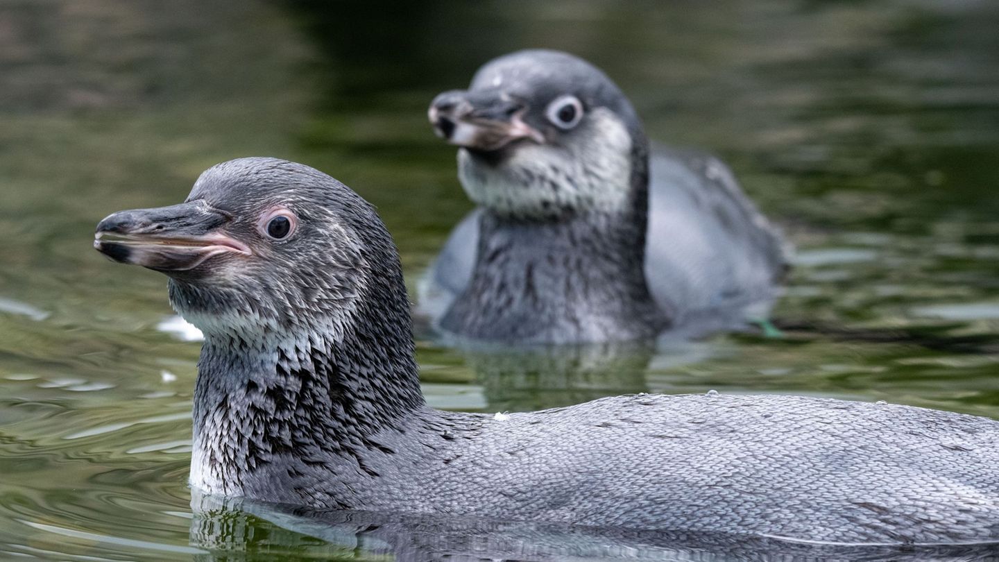Tierischer Nachwuchs: Pinguin-Nachwuchs – Rudi und Blümchen erobern Ozeaneum-Dach