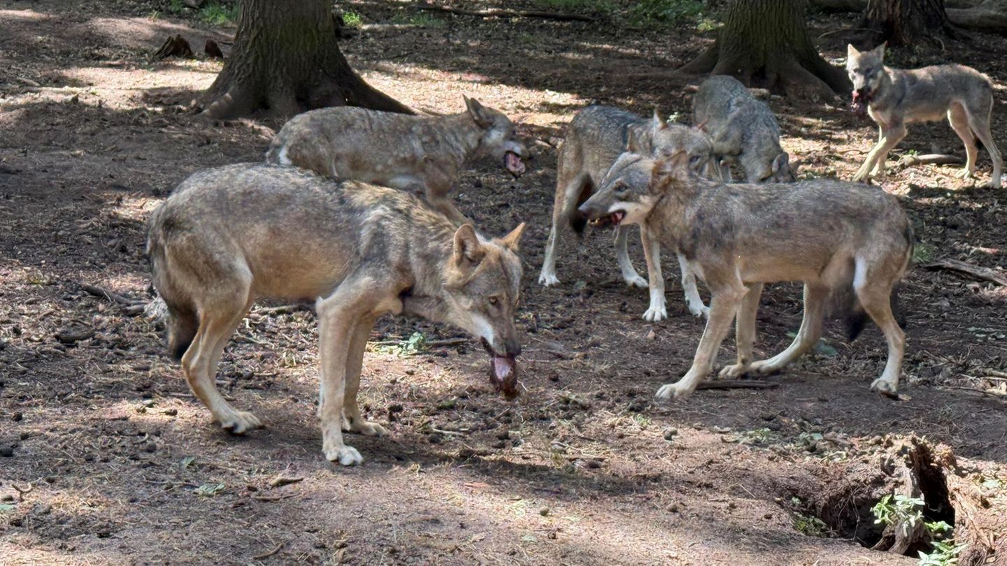 Freizeit: Wissen über Wölfe – Wildpark lädt zum Aktionstag in Hanau