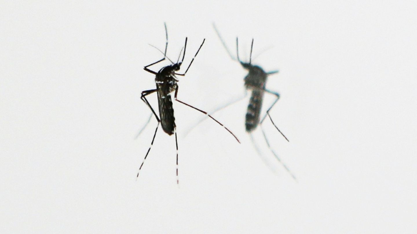 Chikungunya: Stiko empfiehlt erstmals Reiseimpfung für bestimmte Gruppen