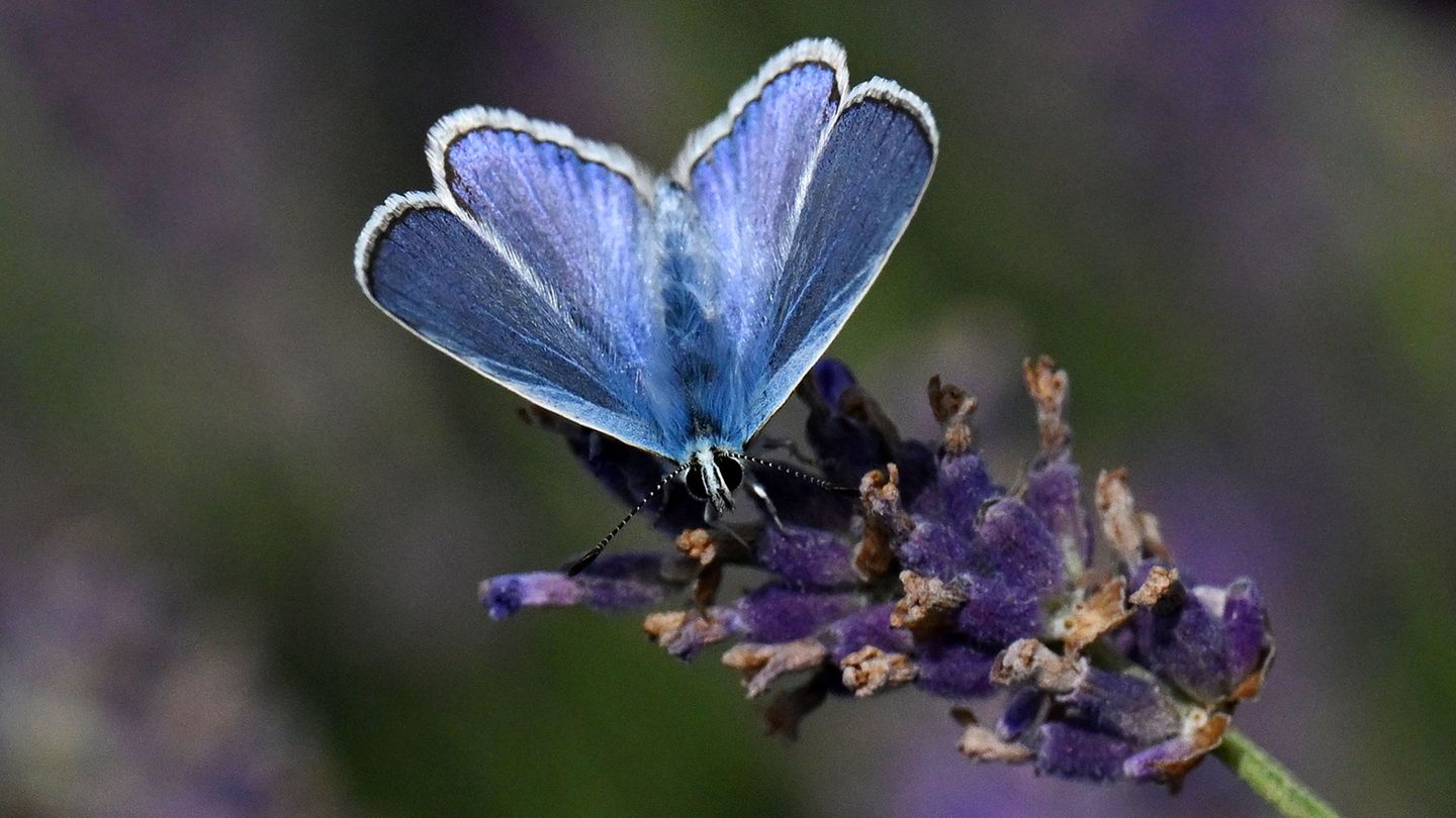 Duftende Blüten: Lila Blütenmeere für die Wissenschaft