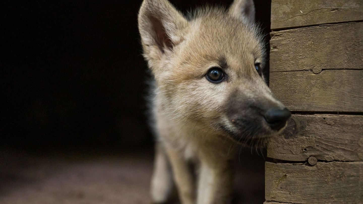 Wolf überlebt Unfall nicht: Wolfswelpe bei Verkehrsunfall getötet