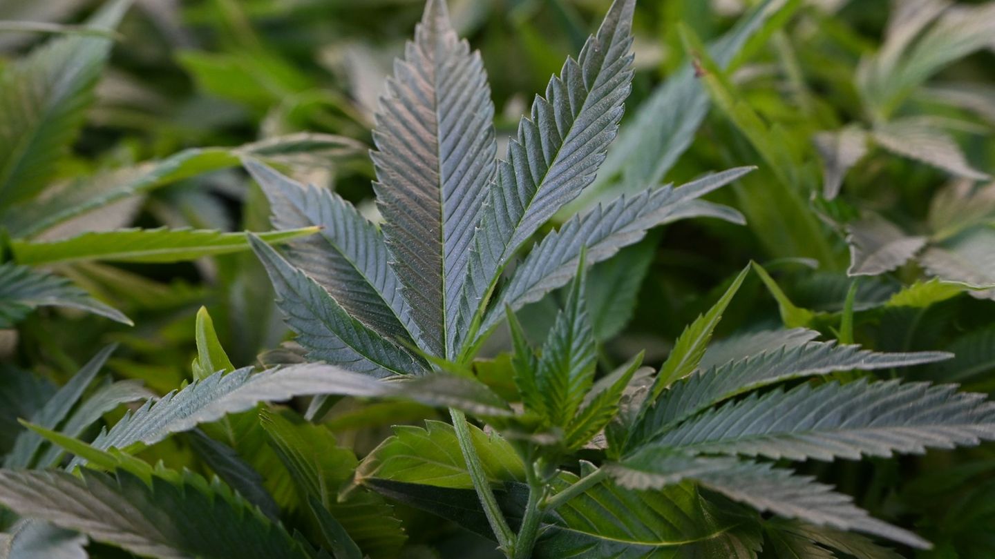 Drogenkriminalität: Großer Cannabis-Fund in Sachsen-Anhalt