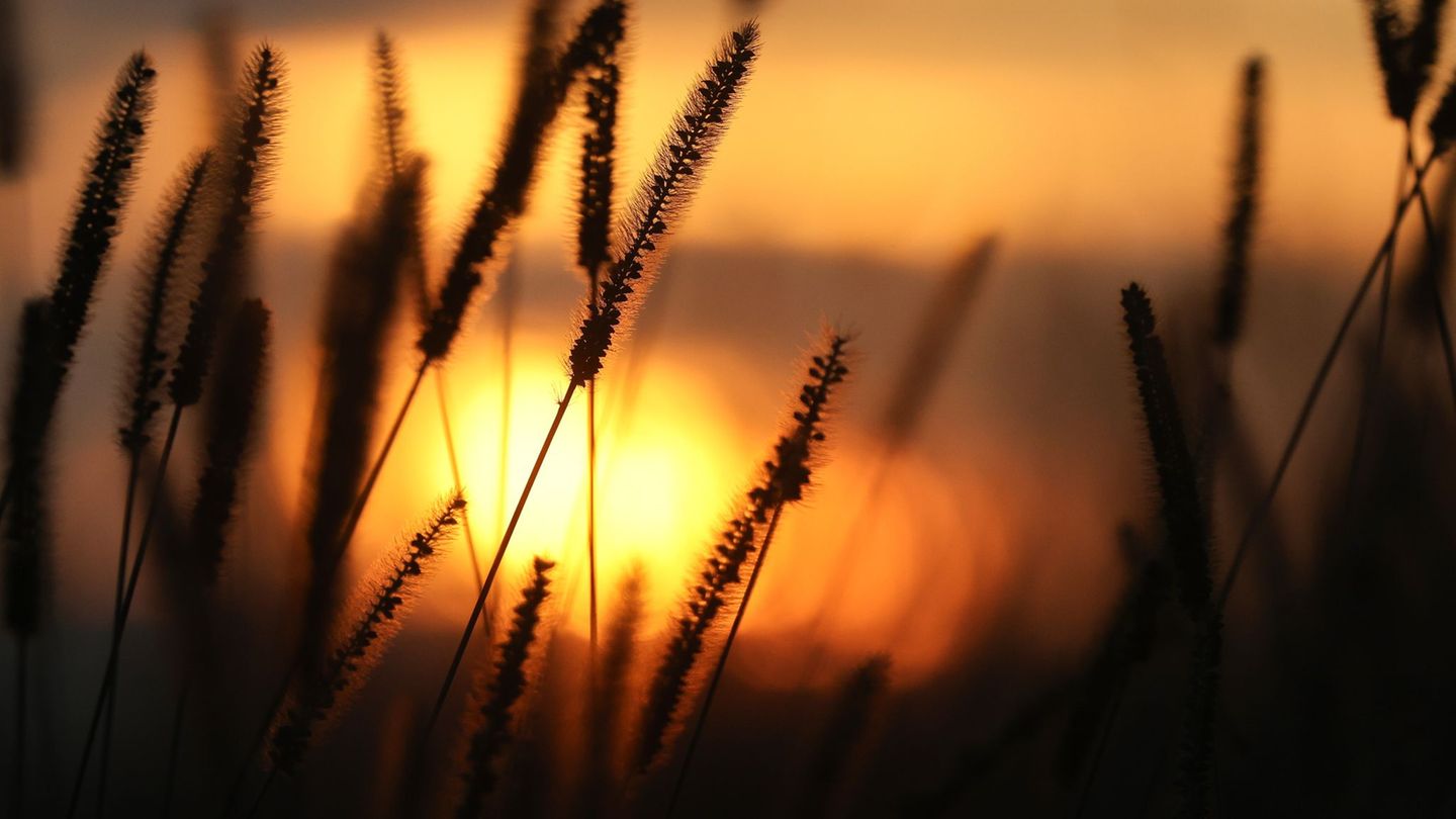Wetter: Ruhiges Sommerwetter – Pollenbelastung steigt an