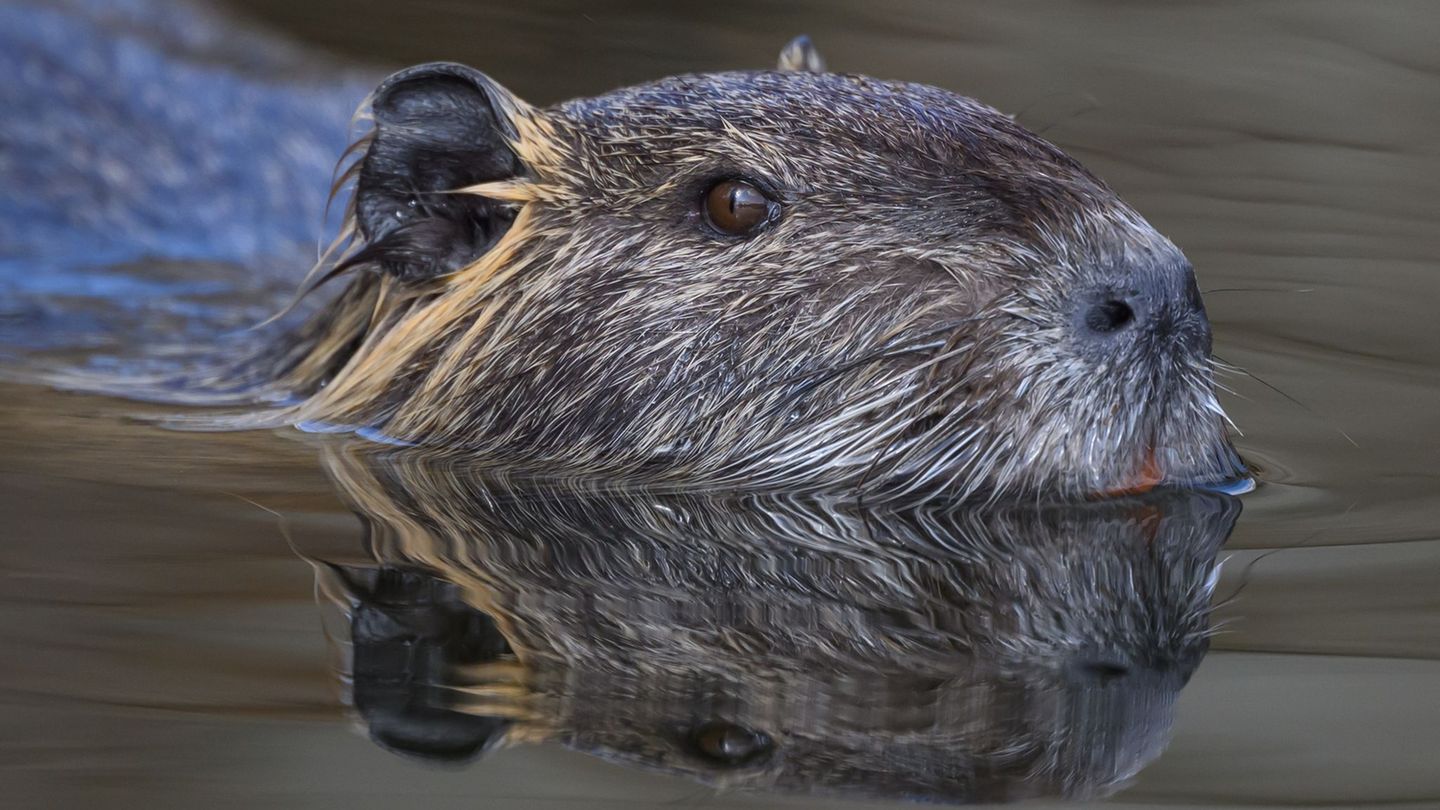 Tiere: Nutrias in Mecklenburg-Vorpommern können Menschen gefährden