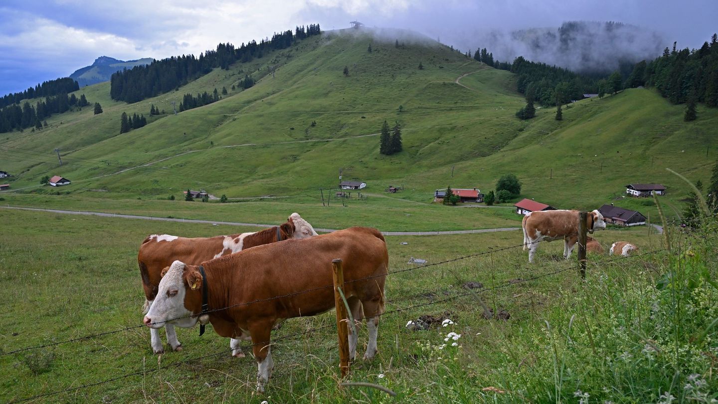 Wettervorhersage: Temperaturen bis zu 30 Grad und Schauer am Wochenende